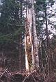 A snag left as wildlife habitat